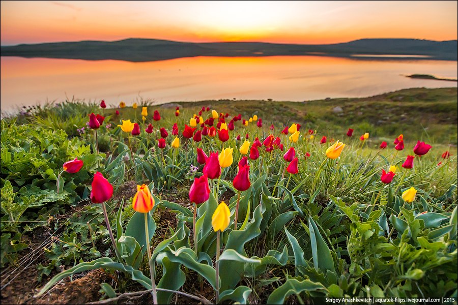 Цветение диких тюльпанов в заповеднике Опук
