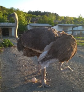 Пару теплых яичек самки страусов снесли по весне. Не так просто решиться, чтобы у них это забрать.