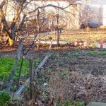 Сад в декабре 2019, Живописное, Симферополь. Много солнца, чистый сухой воздух