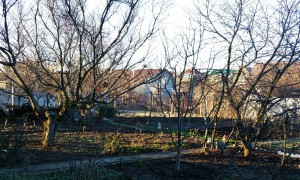 Симферополь, дача в массиве Живописное, так выглядит сад в декабре